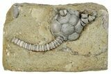 Fossil Crinoid (Cyathocrinites) - Crawfordsville, Indiana #291777-1